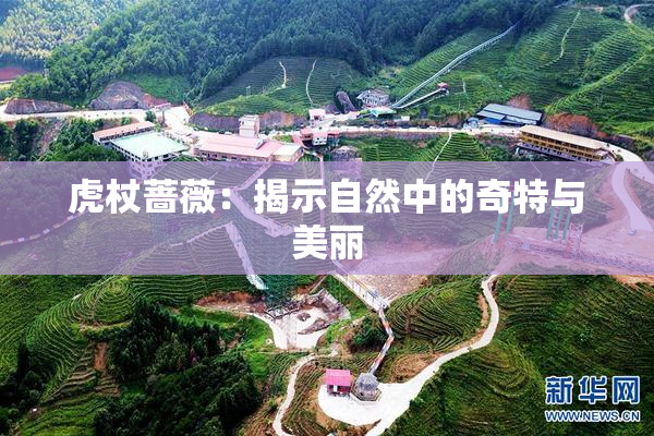 虎杖蔷薇：揭示自然中的奇特与美丽