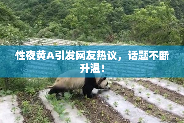 性夜黄A引发网友热议，话题不断升温！