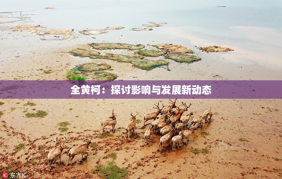 全黄柯：探讨影响与发展新动态