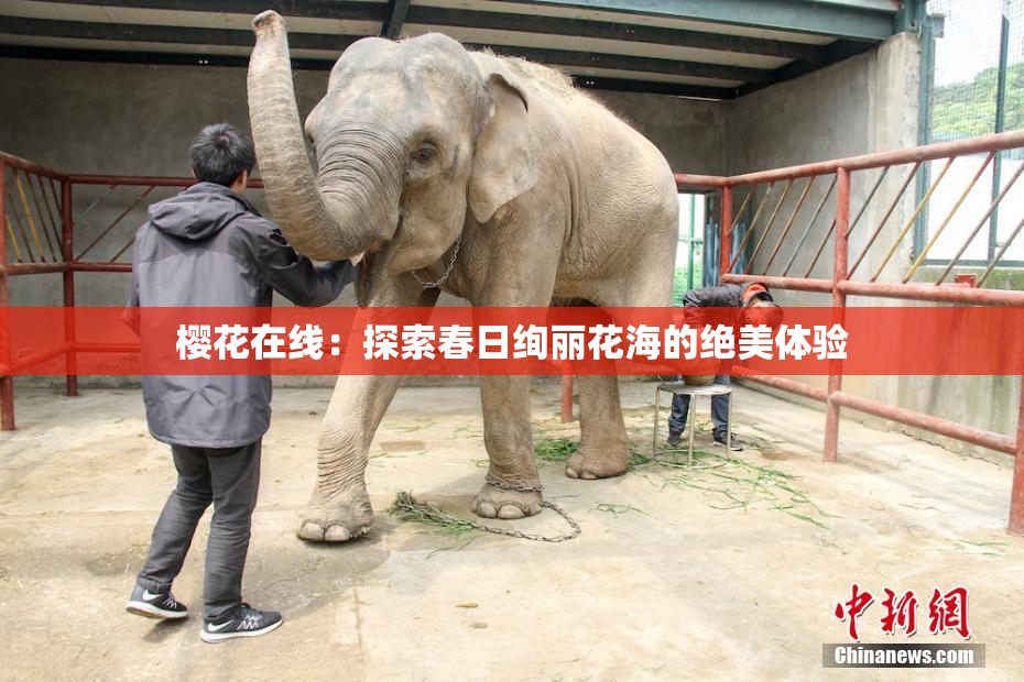 樱花在线：探索春日绚丽花海的绝美体验