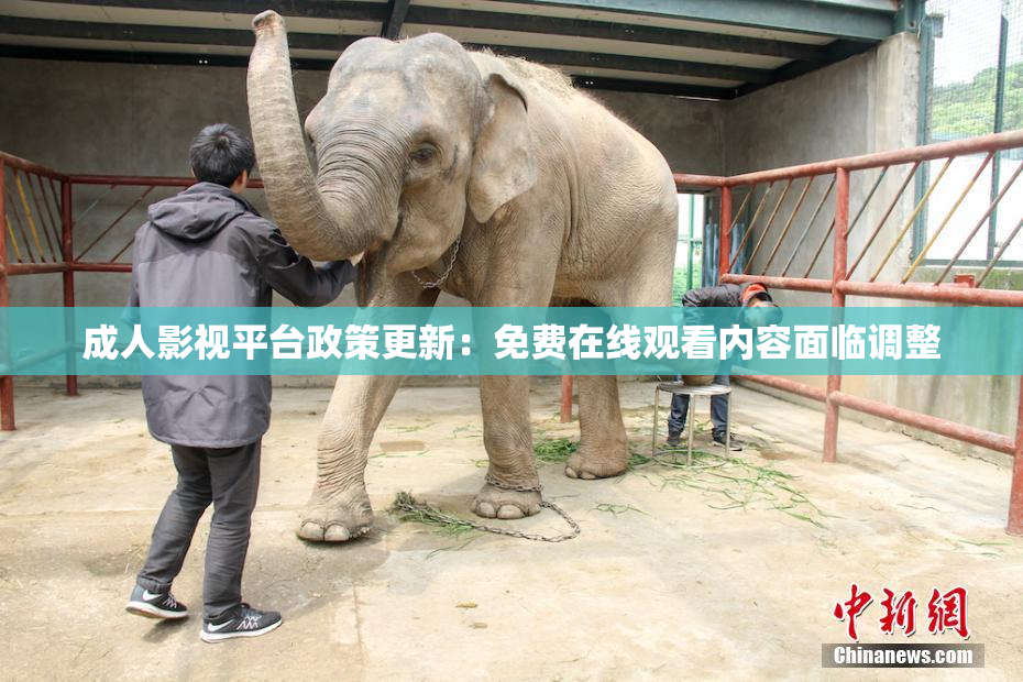 成人影视平台政策更新：免费在线观看内容面临调整