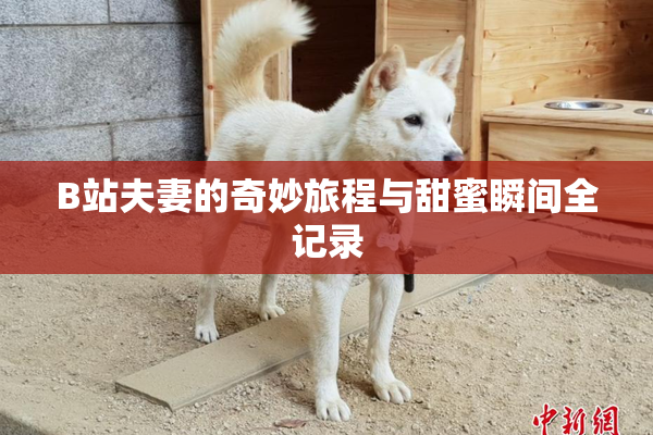 B站夫妻的奇妙旅程与甜蜜瞬间全记录