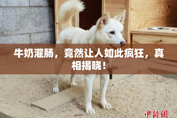牛奶灌肠，竟然让人如此疯狂，真相揭晓！