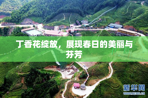 丁香花绽放，展现春日的美丽与芬芳