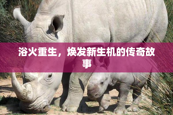 浴火重生，焕发新生机的传奇故事