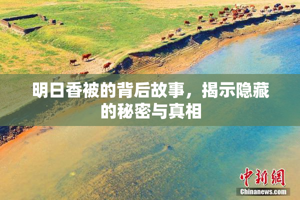明日香被的背后故事，揭示隐藏的秘密与真相