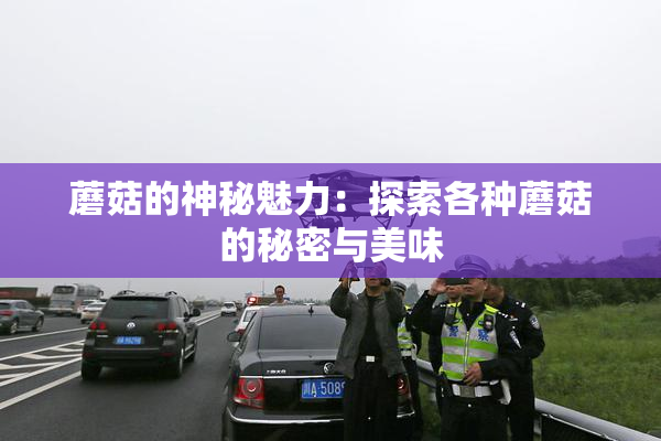 蘑菇的神秘魅力：探索各种蘑菇的秘密与美味