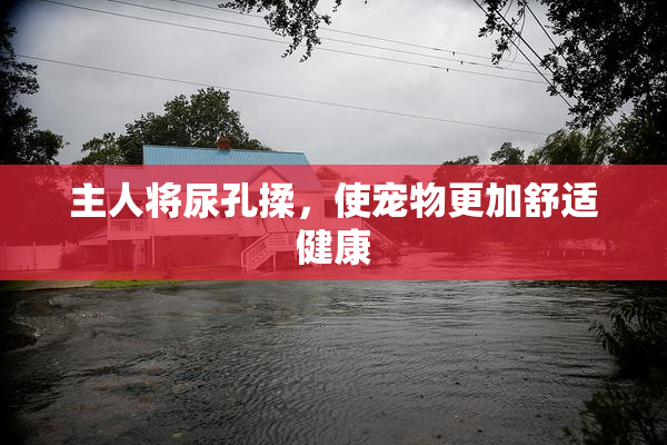 主人将尿孔揉，使宠物更加舒适健康
