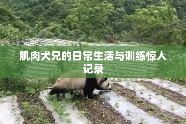 肌肉犬兄的日常生活与训练惊人记录