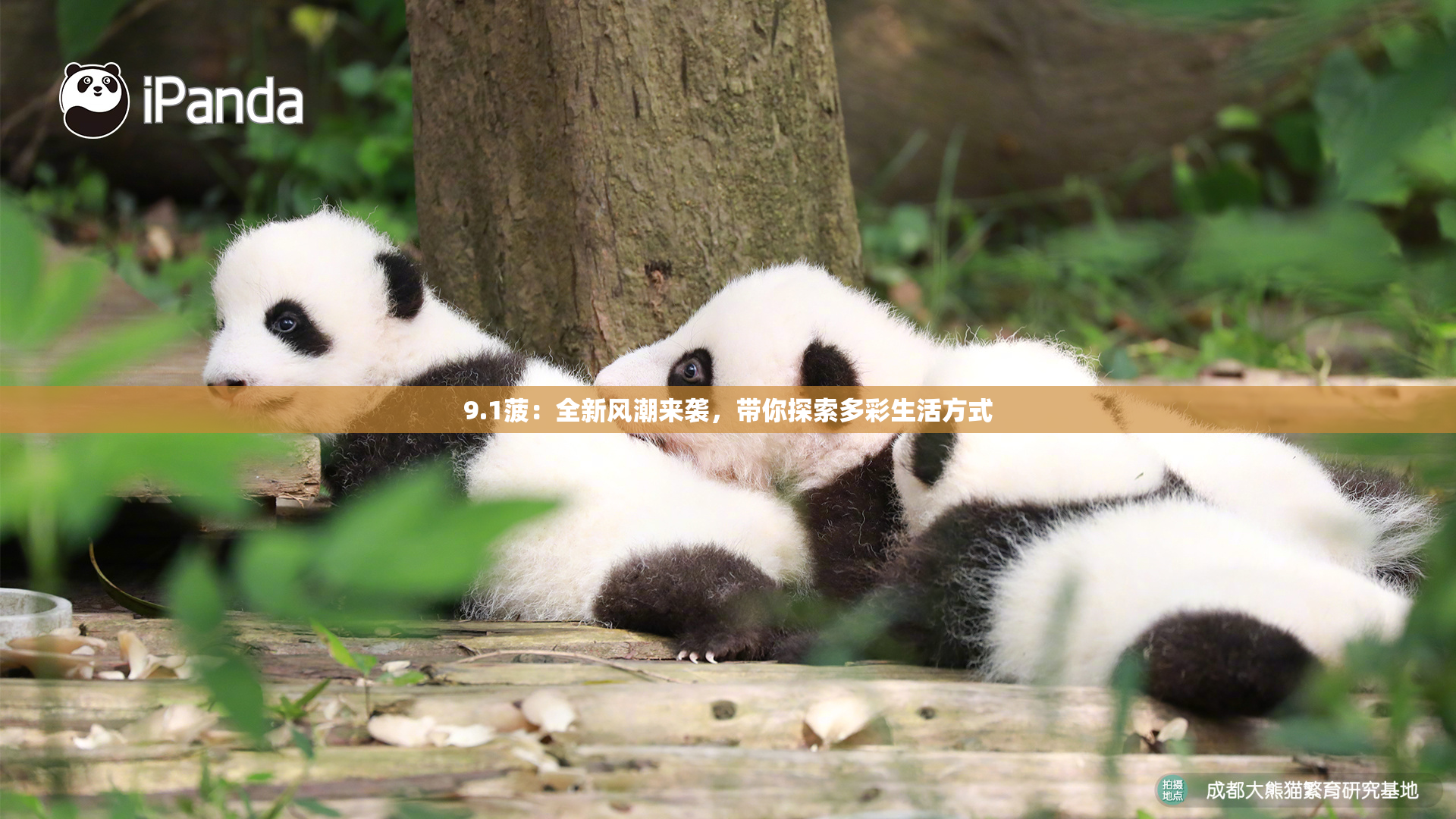 9.1菠：全新风潮来袭，带你探索多彩生活方式