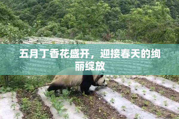 五月丁香花盛开，迎接春天的绚丽绽放