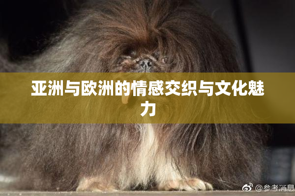 亚洲与欧洲的情感交织与文化魅力