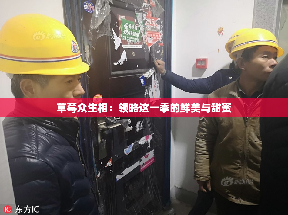 草莓众生相：领略这一季的鲜美与甜蜜