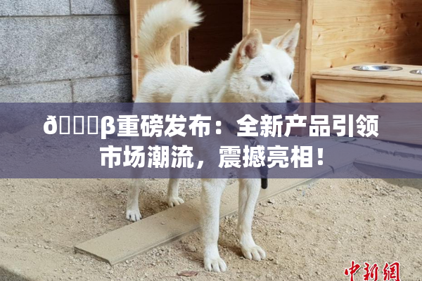 🔞β重磅发布：全新产品引领市场潮流，震撼亮相！