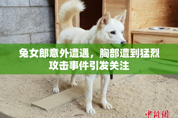 兔女郎意外遭遇，胸部遭到猛烈攻击事件引发关注