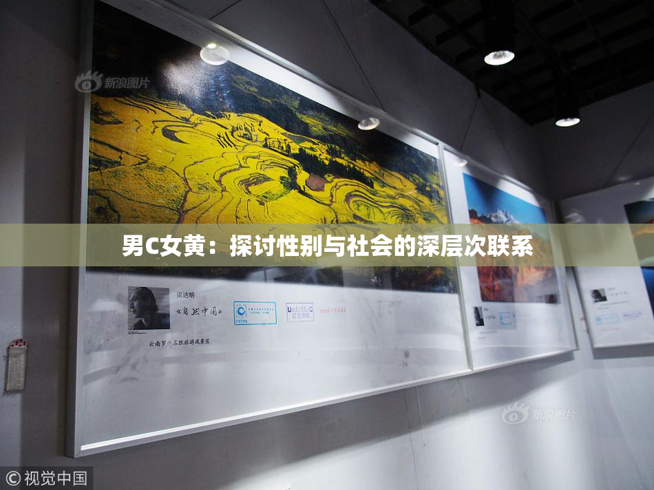 男C女黄：探讨性别与社会的深层次联系