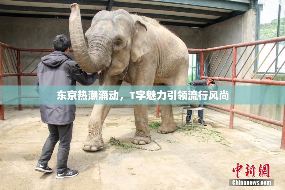 东京热潮涌动，T字魅力引领流行风尚