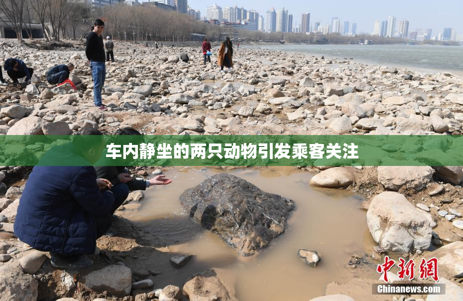 车内静坐的两只动物引发乘客关注