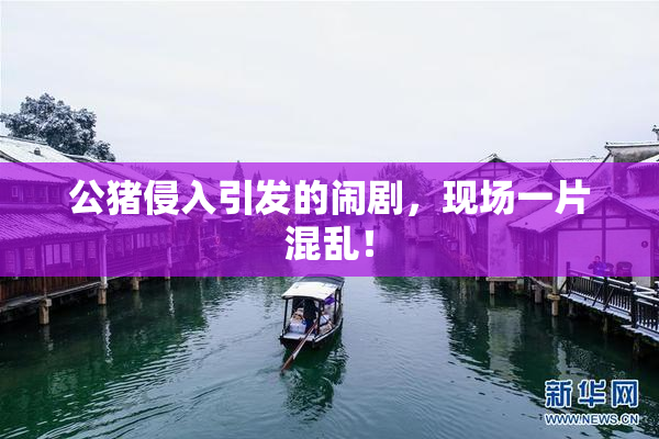公猪侵入引发的闹剧，现场一片混乱！
