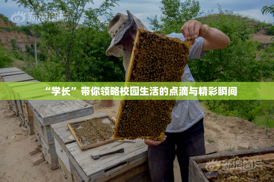 “学长”带你领略校园生活的点滴与精彩瞬间