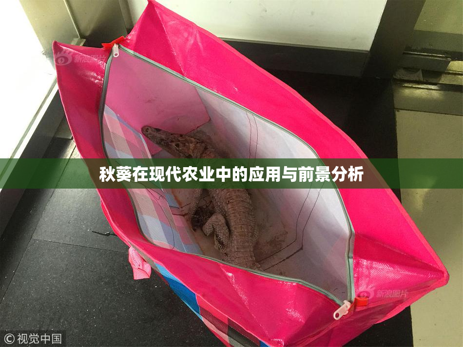 秋葵在现代农业中的应用与前景分析