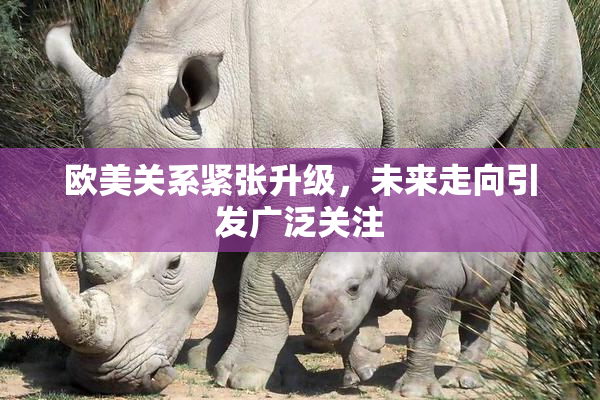 欧美关系紧张升级，未来走向引发广泛关注