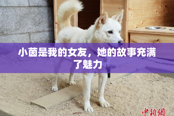 小茵是我的女友，她的故事充满了魅力