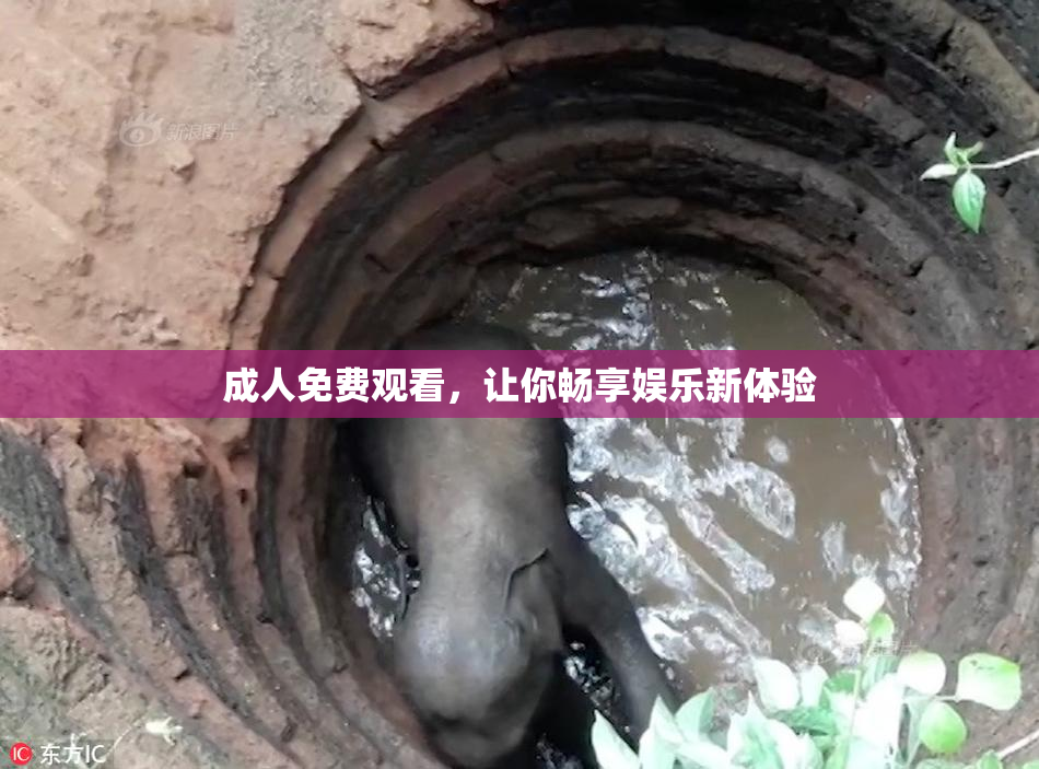 成人免费观看，让你畅享娱乐新体验