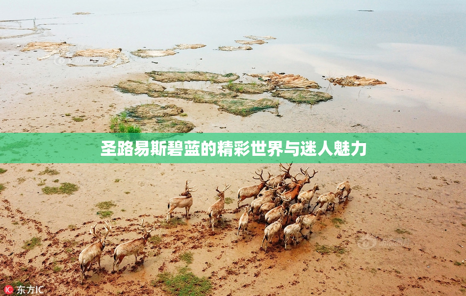圣路易斯碧蓝的精彩世界与迷人魅力