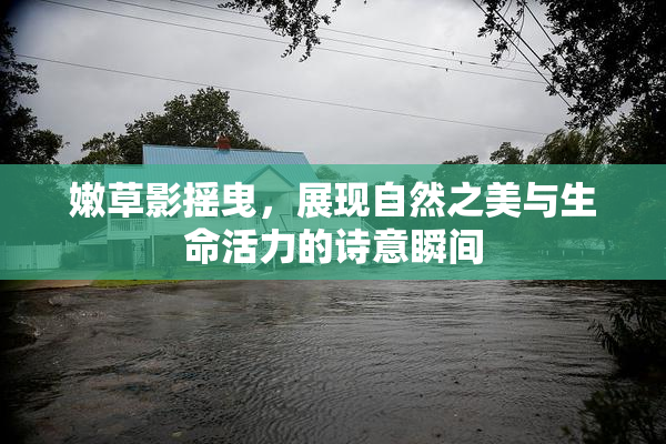 嫩草影摇曳，展现自然之美与生命活力的诗意瞬间