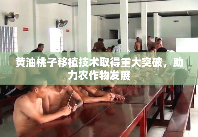 黄油桃子移植技术取得重大突破，助力农作物发展