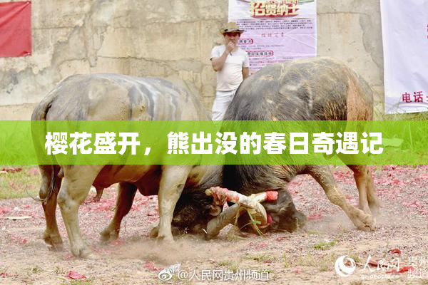 樱花盛开，熊出没的春日奇遇记