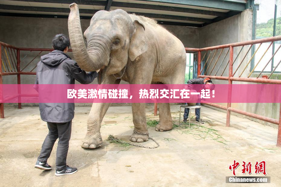 欧美激情碰撞，热烈交汇在一起！