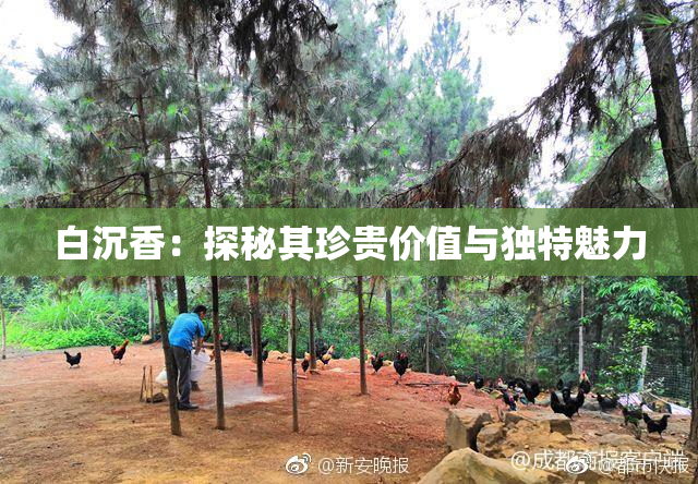 白沉香：探秘其珍贵价值与独特魅力