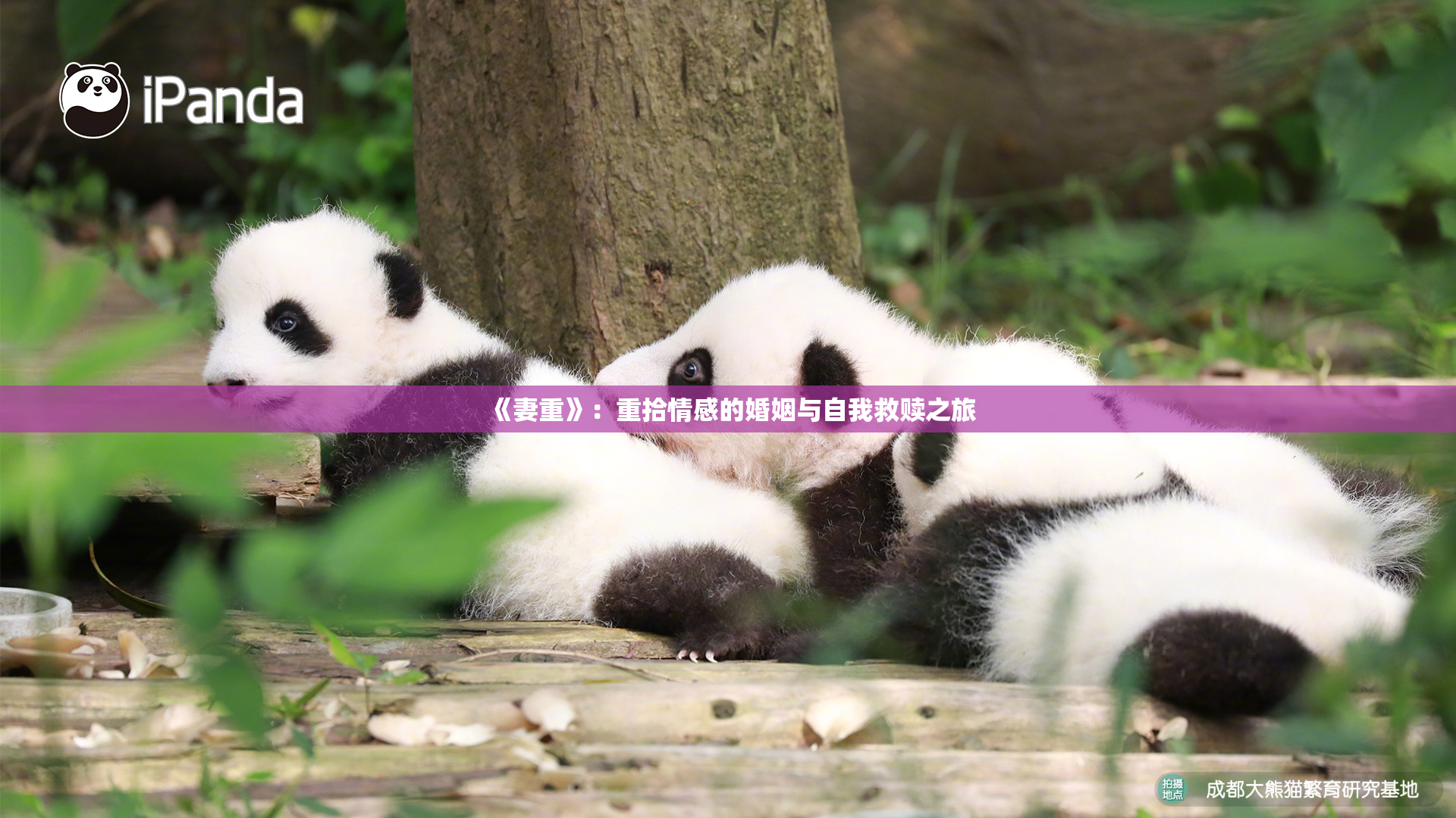 《妻重》：重拾情感的婚姻与自我救赎之旅