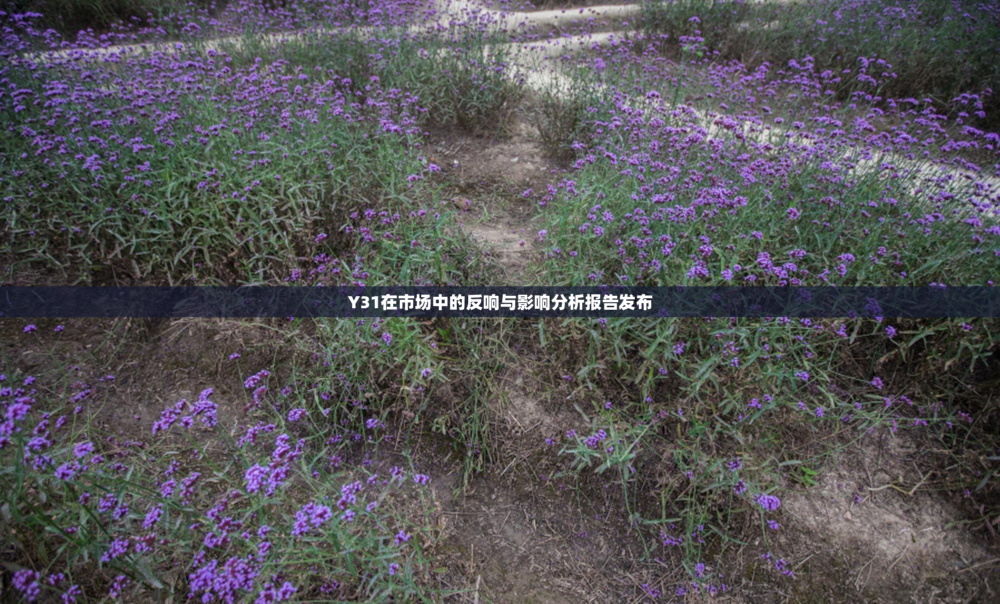 Y31在市场中的反响与影响分析报告发布