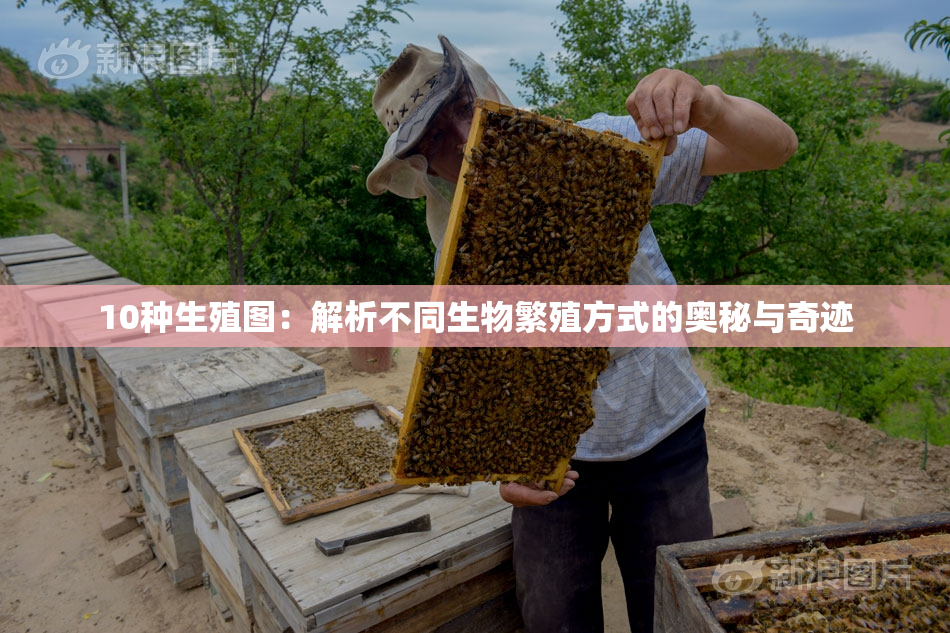 10种生殖图：解析不同生物繁殖方式的奥秘与奇迹