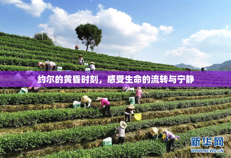 约尔的黄昏时刻，感受生命的流转与宁静