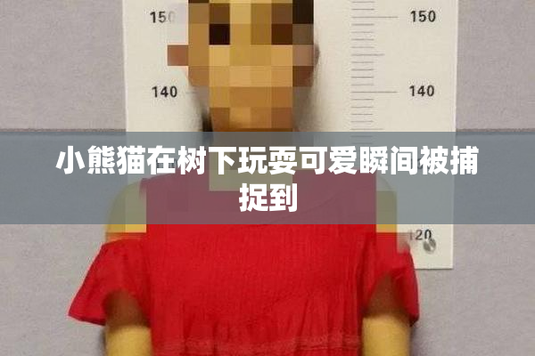 小熊猫在树下玩耍可爱瞬间被捕捉到