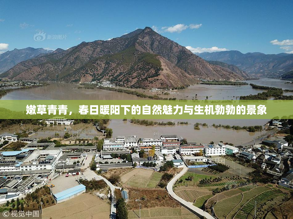 嫩草青青，春日暖阳下的自然魅力与生机勃勃的景象
