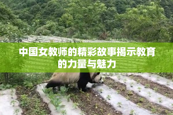 中国女教师的精彩故事揭示教育的力量与魅力