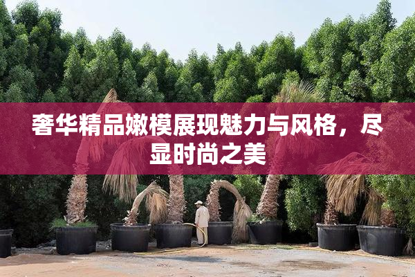 奢华精品嫩模展现魅力与风格，尽显时尚之美