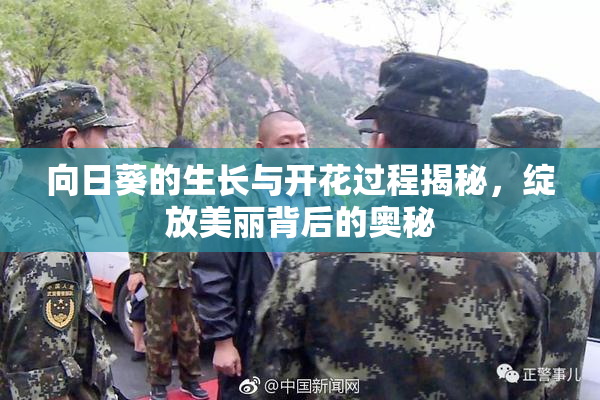 向日葵的生长与开花过程揭秘，绽放美丽背后的奥秘