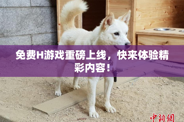 免费H游戏重磅上线，快来体验精彩内容！