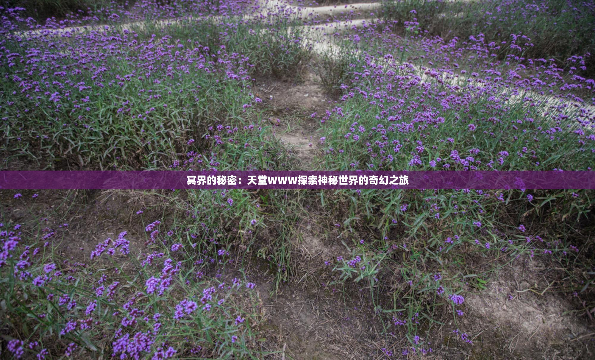 冥界的秘密：天堂WWW探索神秘世界的奇幻之旅
