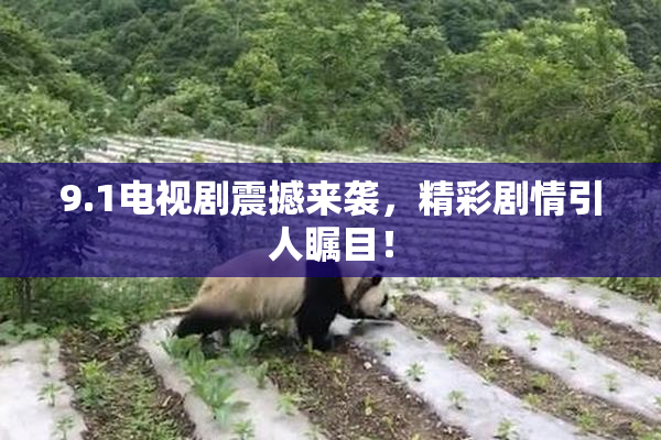 9.1电视剧震撼来袭，精彩剧情引人瞩目！