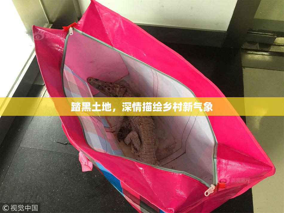 踏黑土地，深情描绘乡村新气象