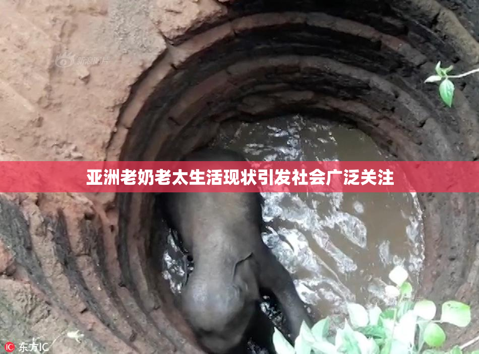 亚洲老奶老太生活现状引发社会广泛关注