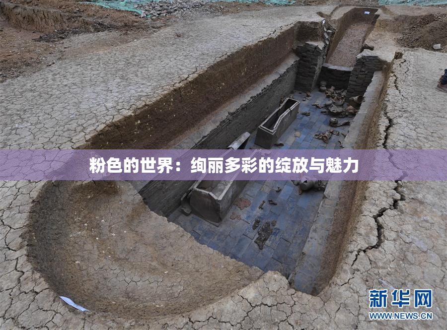 粉色的世界：绚丽多彩的绽放与魅力