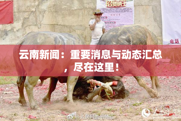 云南新闻：重要消息与动态汇总，尽在这里！